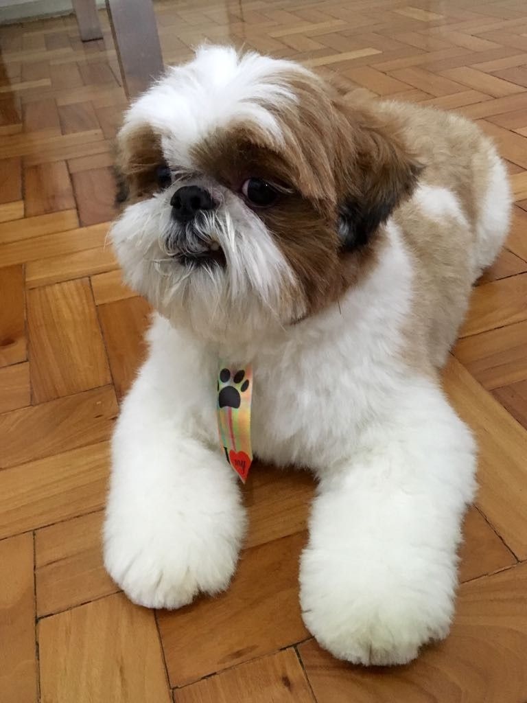 Parabéns ao Tobias que fez 2 aninhos!!