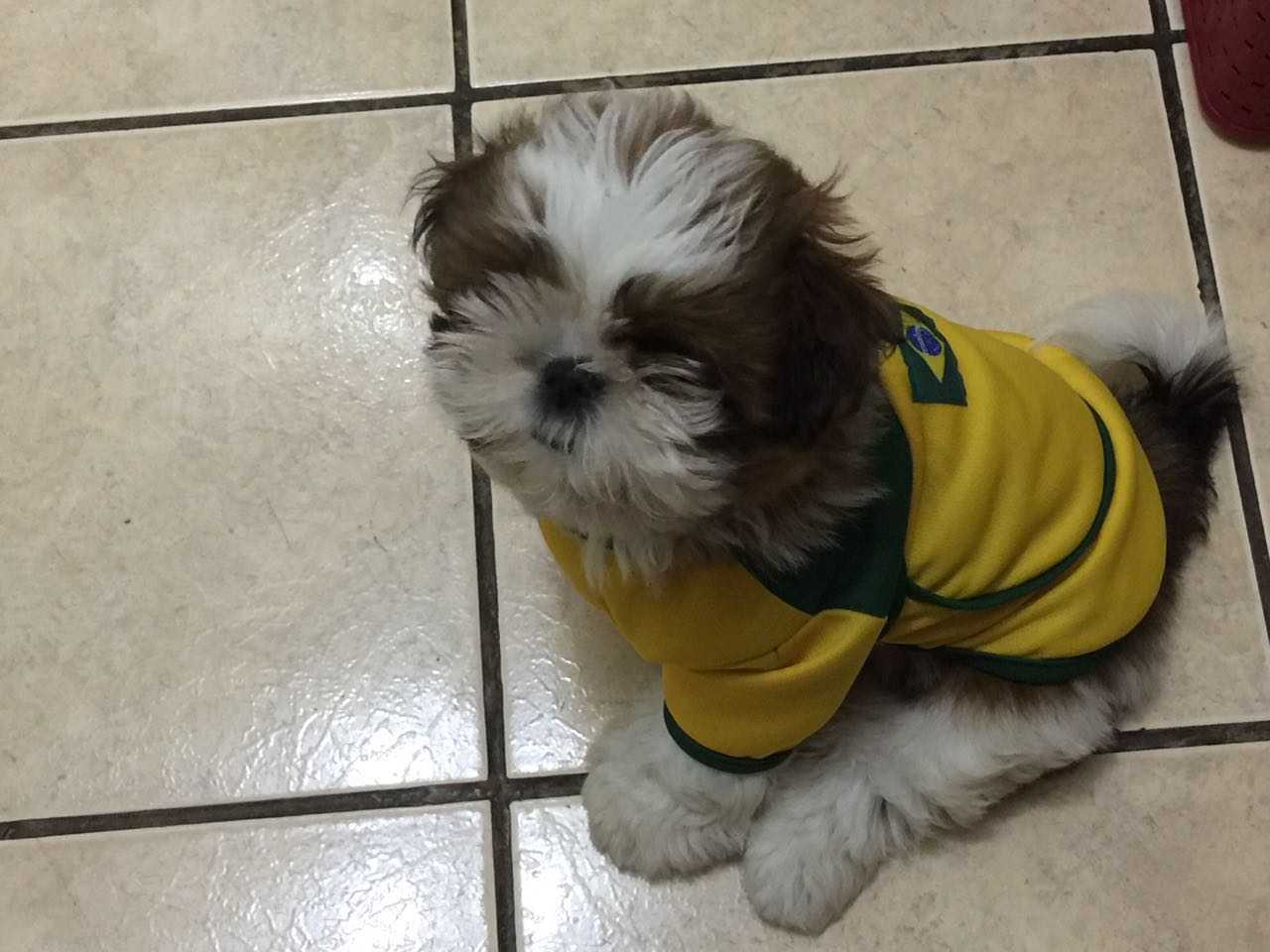 Filhotes vendidos no seu novo lar