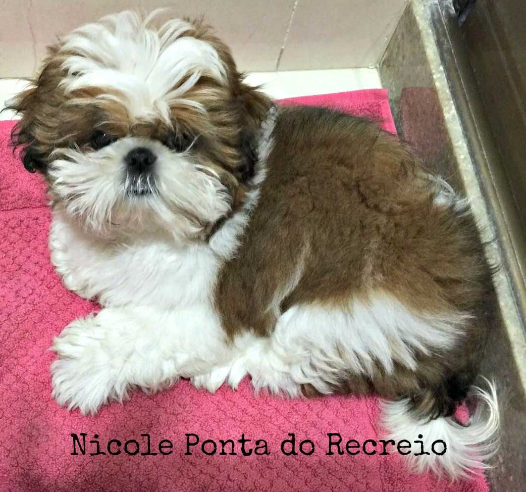 Filhotes vendidos no seu novo lar