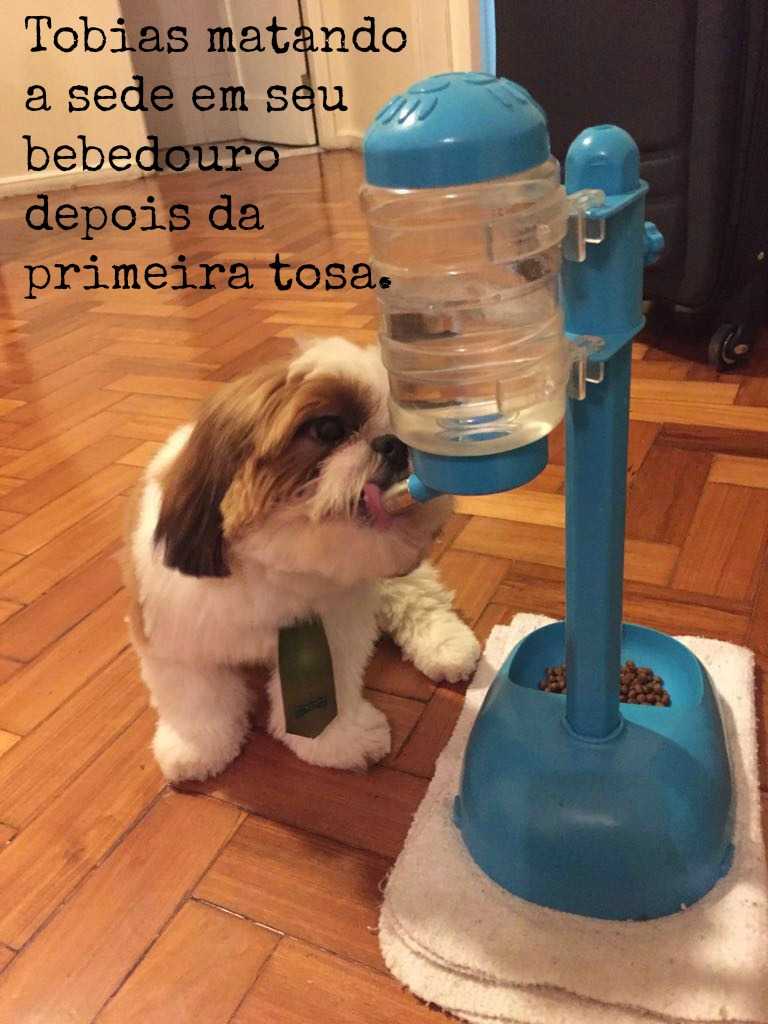 Filhotes vendidos no seu novo lar